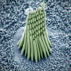 Stereocilia