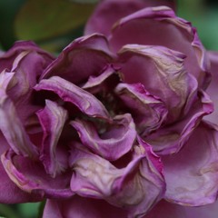 Fading Flower Cover by Mimi Pinkdot (Valentina)