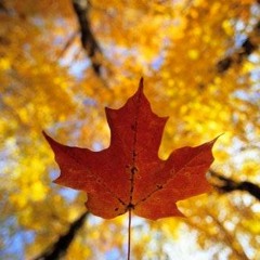 Autumn aside