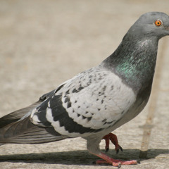 R Pigeon