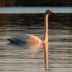 Whooper Swans Are Singing In The Sunset