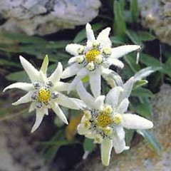 Djane Jamal - Austria Techno Von A Bis V