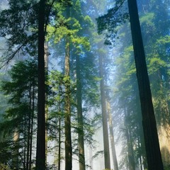 The Sound In My Garden At Midday