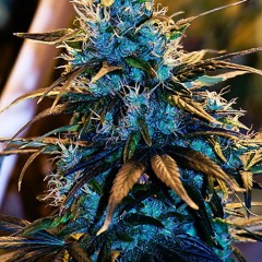 WEEDSUCKINGHOE2012