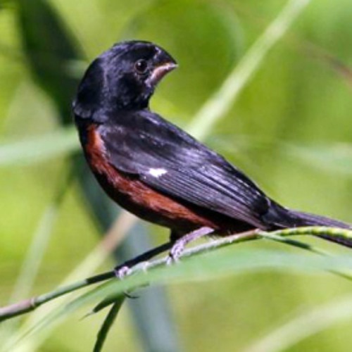 suara burung kolibri ninja omkicau