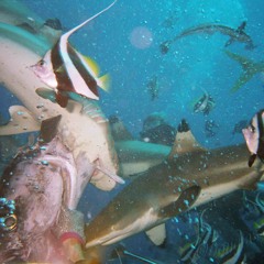 The Ampullae Of Lorenzini