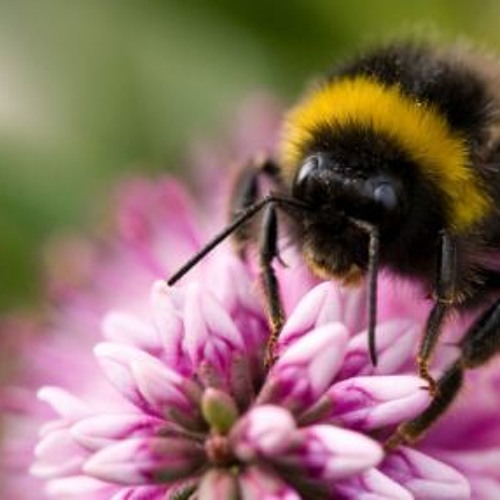 "Shaggy bumblebee on fragrant hops, , ." - image created in Shedevrum
