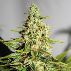 The Chronic