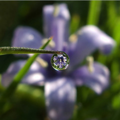 Bloom (orchestral solo demo)