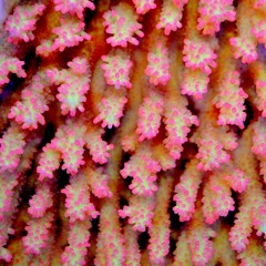 Chill Jazz, Electronic & Ambient