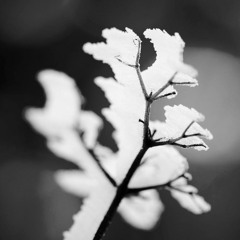 Frost