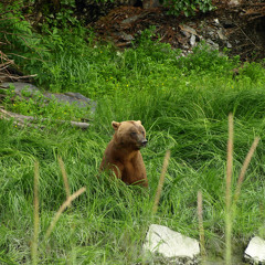 My Chain Smokin' Whiskey Swillin' Girl Who Talks Bear
