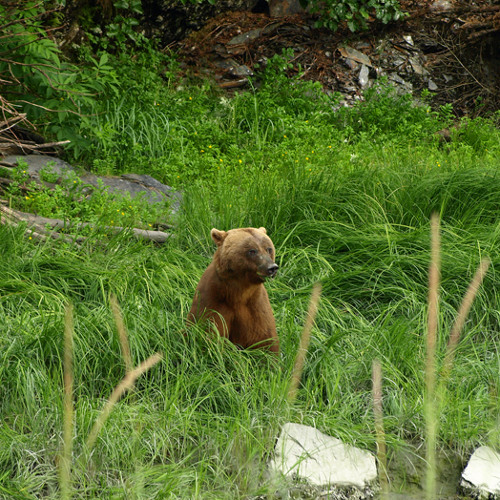 My Chain Smokin' Whiskey Swillin' Girl Who Talks Bear