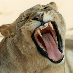 Kate Bush - dontpushyourfootontheheartbrake (slimbrønnen ledit)