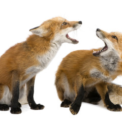 The Fox (what the fox say)(Club EDM Monster Mash) FREE DL IN DESCRIPTION