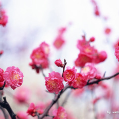 The Blight On The Peach And The Worm In The Rosebud