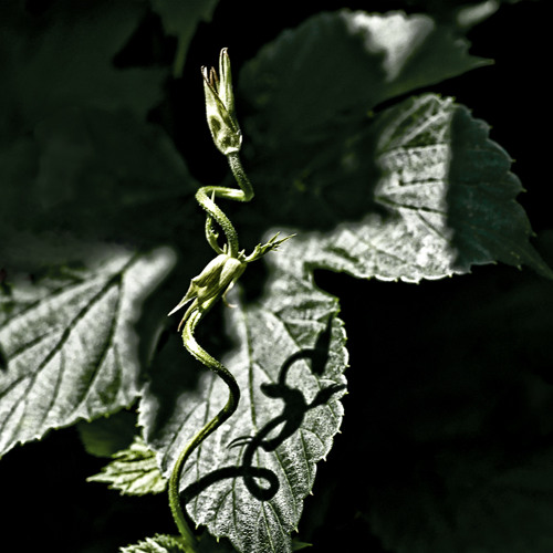 Through The Fields Dotted With Hop Into A Beer Of Bottle