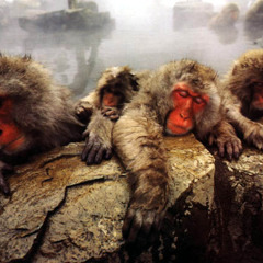 Brokahomies - Monkeyworld (Beat. Lobobeats)