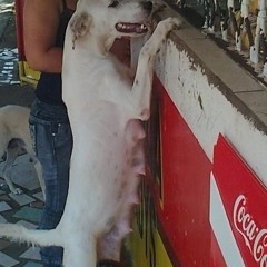 Como Perro Sin dueño-El sonido de la ciudad