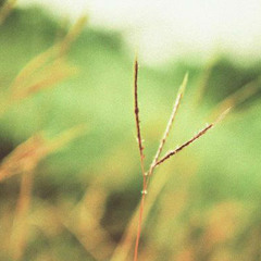 Một lần ngửa mặt lên trời