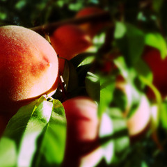 Cubex Beats - Peaches