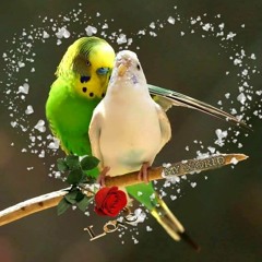 แอบชอบ(ฮักเมา)La - Ong - Fong -