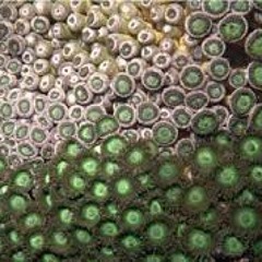 Metaphyz - Cnidocyste - First version