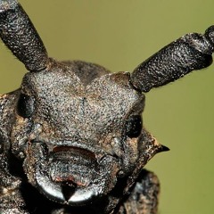 INSECTO