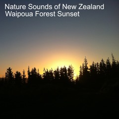 Waipoua sunset