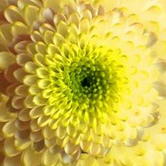 Andrew Peatnuck - Chrysanthemum