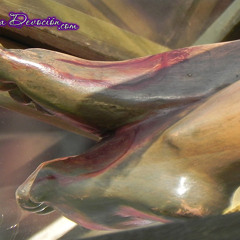 A Los Pies del Maestro