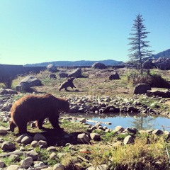 Bears on the loose (demo2)