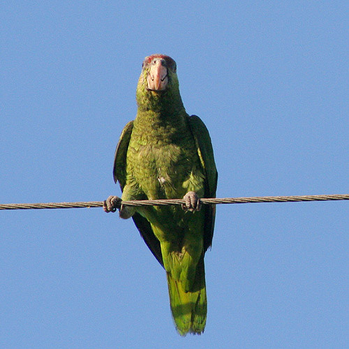 The Riotous Sound of Southern California's Wild Parrots by KCRW KCRW