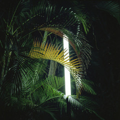 Shake your Palm Tree