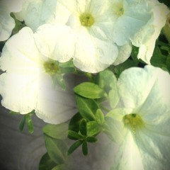 Track 1 Mr. Universe/ God's 501's