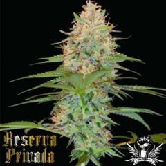 Reserva Privada..."Its all about the Pedigree!"