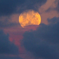 Lovers In Japan (Cover)