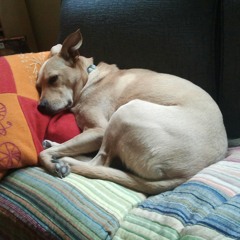 I Dont Wanna Fuck Ft. Scout at Wayho