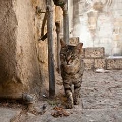 Alley Cat-Pat The Bunny [Cover]