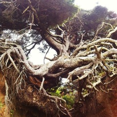 Honey bee- Zee Avi (cover)