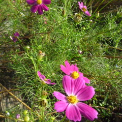 BLOOM