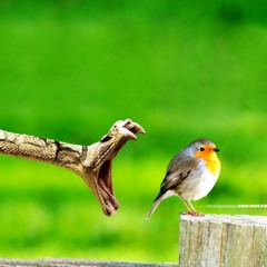 Eres presa y yo serpiente - Franweed  [Beat. AnimoAnonimo - Prod. BayroneBeats] 2013