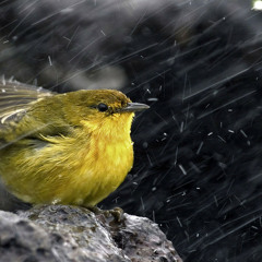 10 Min Awaking Birds and Light Rain - All Natural