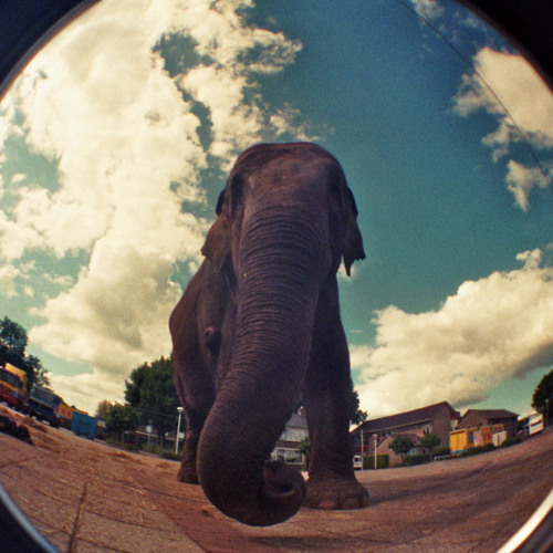 Elephant