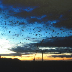 Rooks at dusk