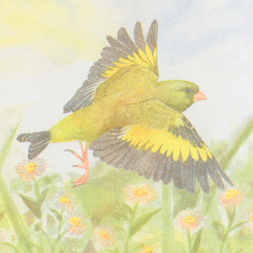 FLAUCAST: Sparrows - Mix for Oriental Greenfinch