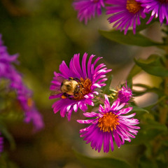The Purple Weeds Of Castleton Grove