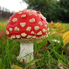 Ambient - House 125bpm