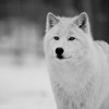 David Guetta - She Wolf (Skull Relict Cover)