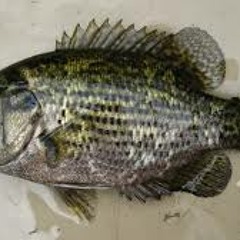 oh that bass